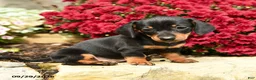 Dachshund dogs for sale: Daisy - Ad 5