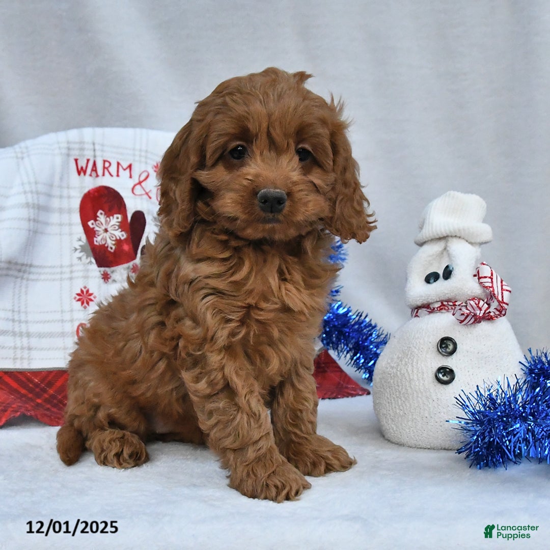 Cockapoo dogs for sale: Dandy - Ad 2