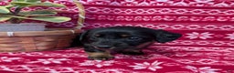 Miniature Dachshund dogs for sale: Anna  - Ad 7