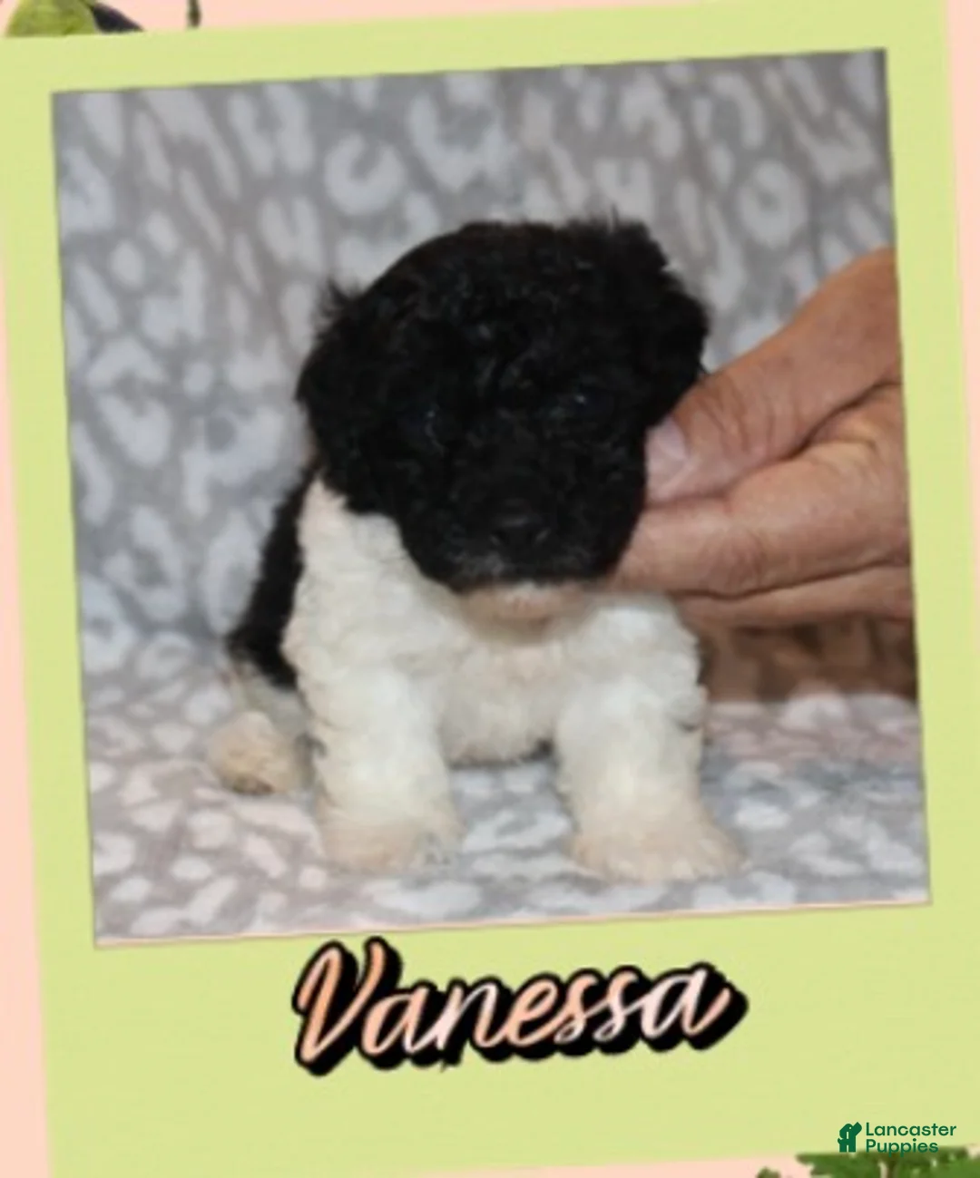 Toy Poodle dogs for sale: Vanessa - Ad 2