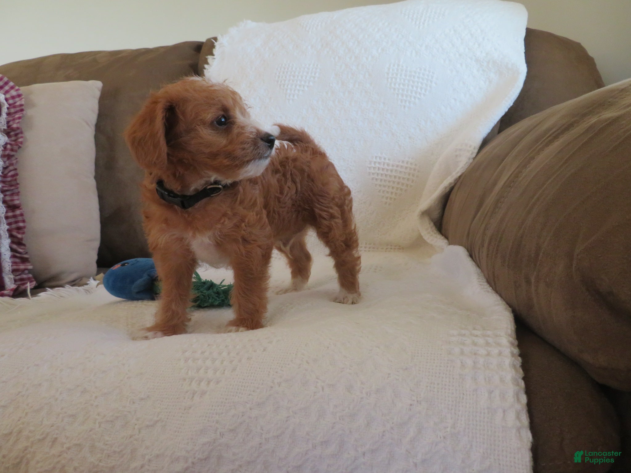 Cavapoo dogs Caramel - Ad 2