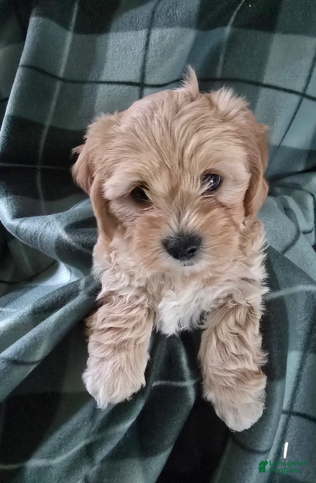 Shihpoo dogs for sale: Shihpoo 1 - Ad 2