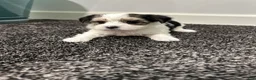 Morkie dogs for sale: Morkie Puppy 2 - Ad 1