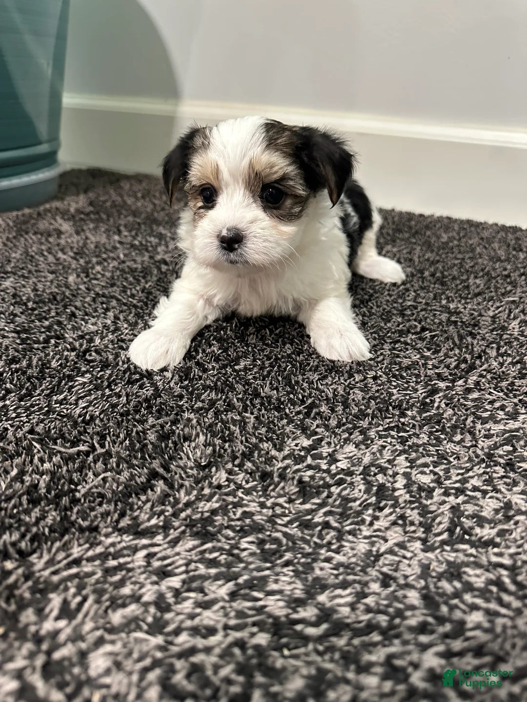 Morkie dogs for sale: Morkie Puppy 2 - Ad 1