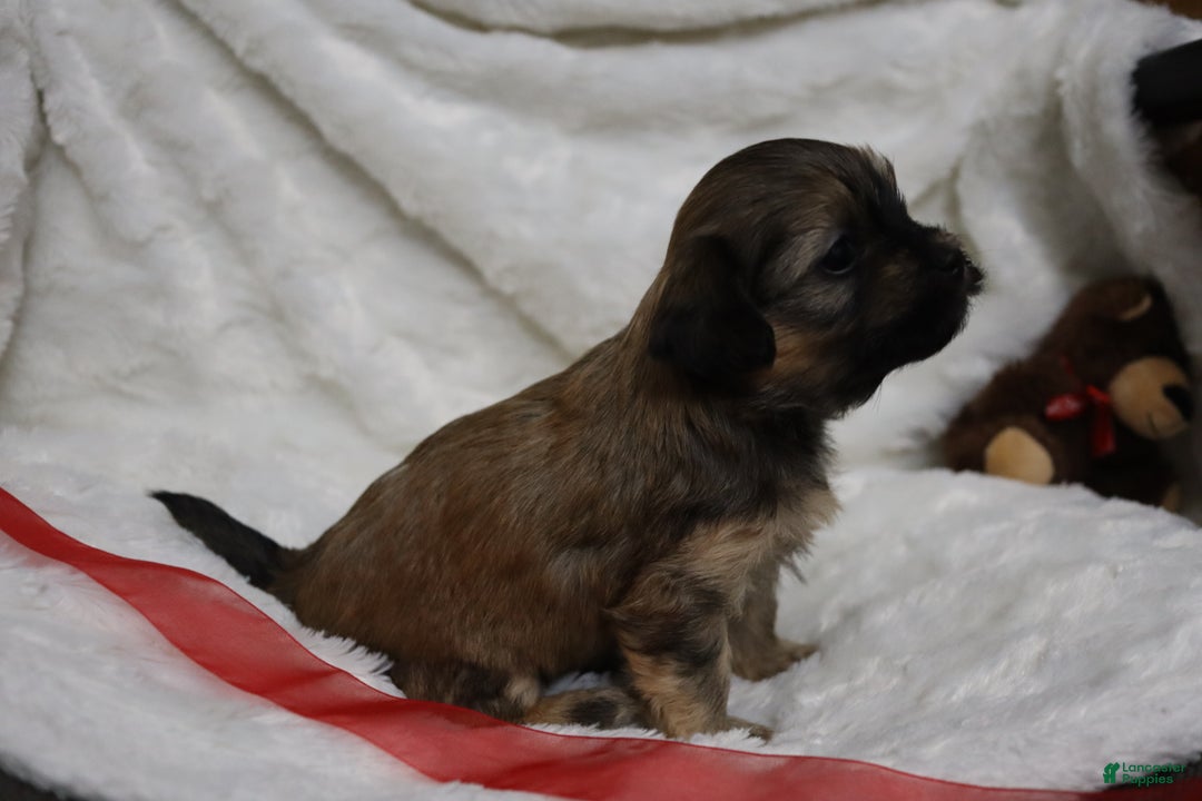 Havanese dogs for sale: Honey - Ad 6