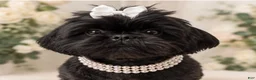 Malshi dogs for sale: Harlow - Ad 5