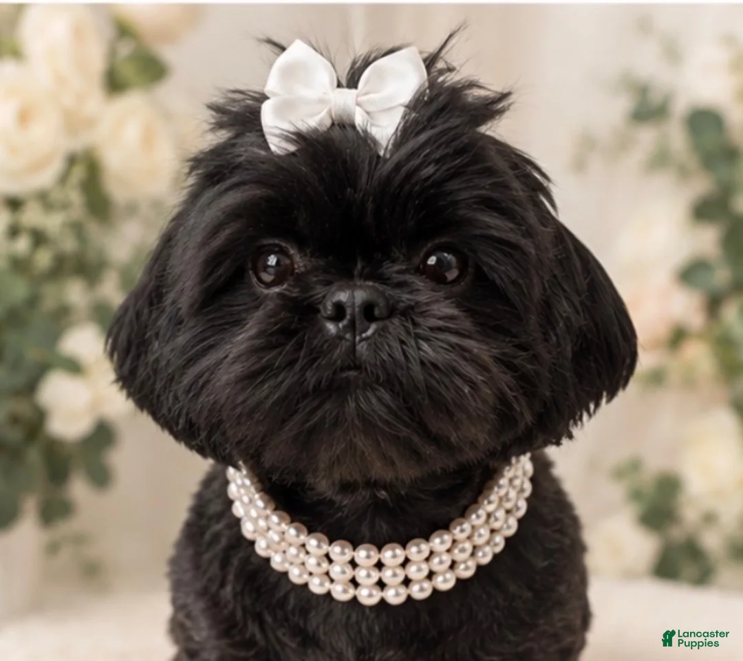 Malshi dogs for sale: Harlow - Ad 5