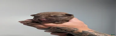 German Shepherd 8