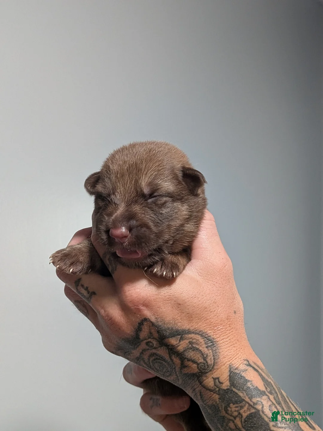 German Shepherd dogs for sale: German Shepherd 8 - Ad 1