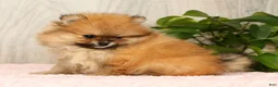 Pomeranian dogs for sale: Cinnamon - Ad 9