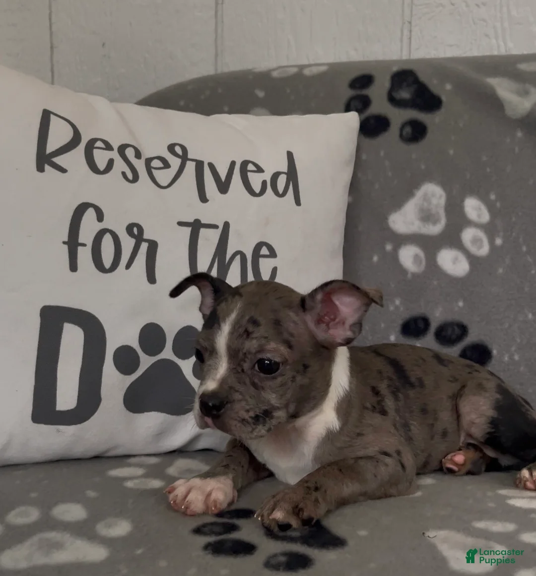 Boston Terrier dogs for sale: Aura - Ad 2