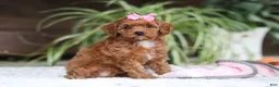 Cavapoo dogs for sale: Myla - Ad 4