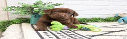 Labrador Retriever dogs for sale: Timon  - Ad 4