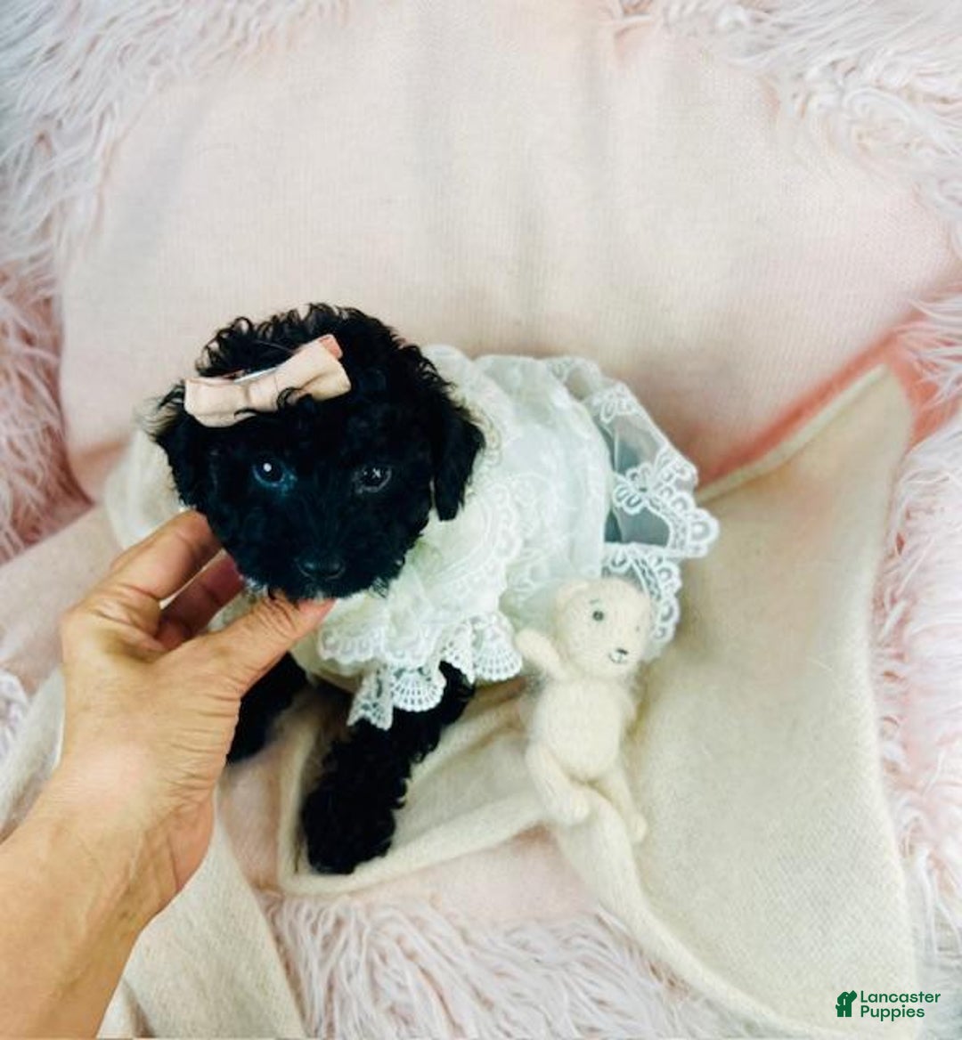 Toy Poodle dogs for sale: Tiny Poodle Puppies - Ad 1