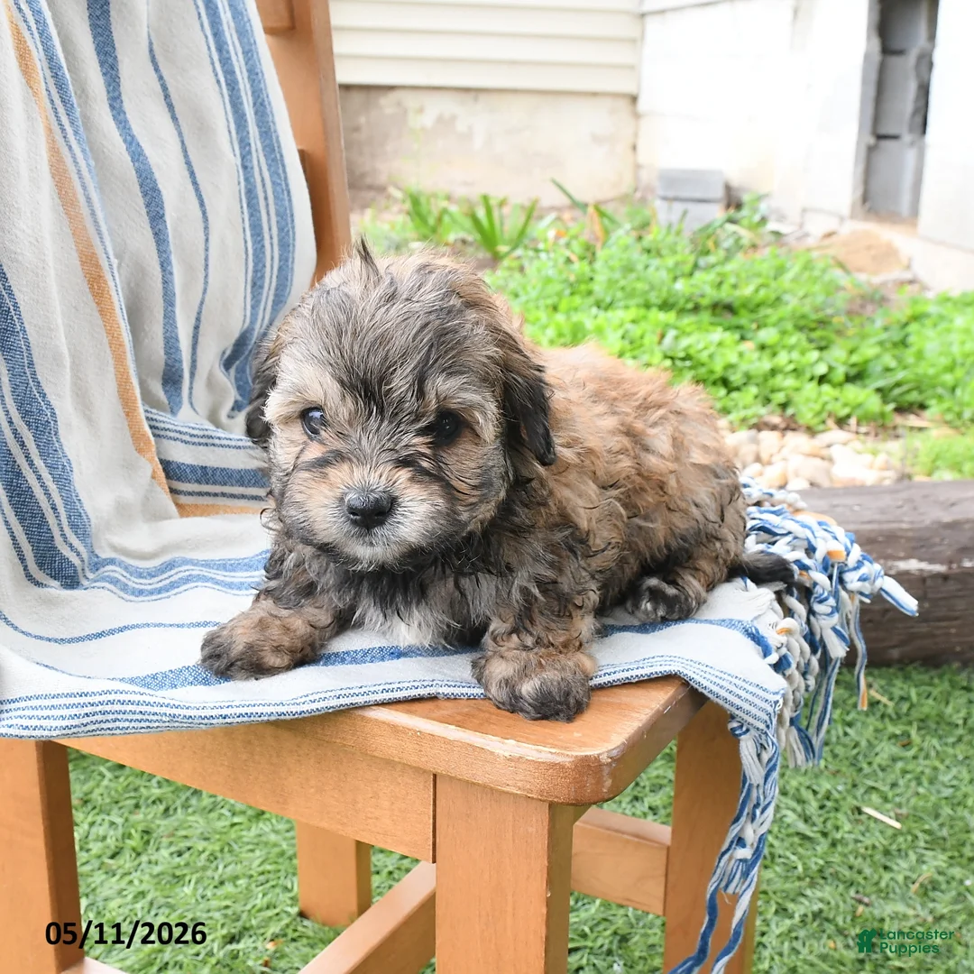 Maltipoo dogs for sale: Sonya - Ad 3