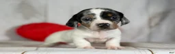 Miniature Dachshund dogs for sale: AKC SH Flossie DNA clear OFA - Ad 9