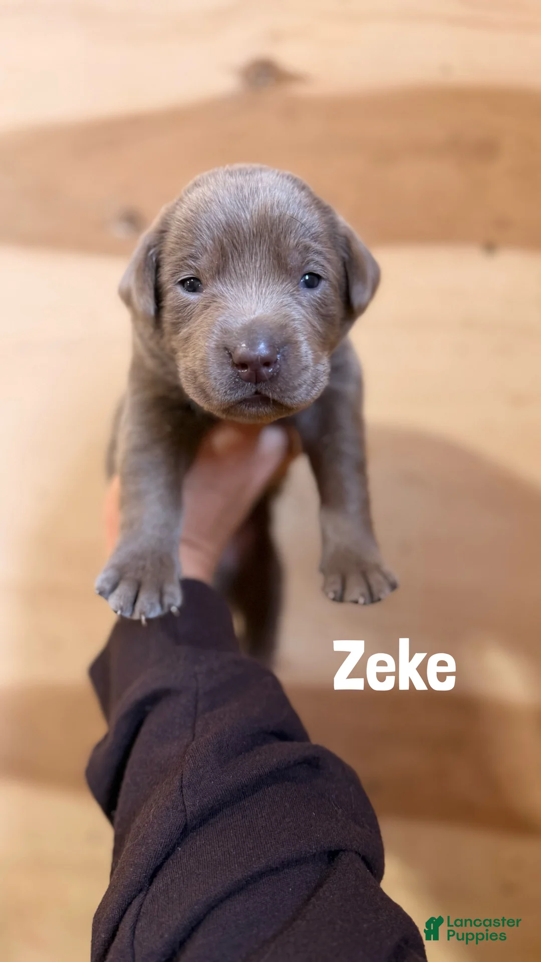 Labrador Retriever dogs for sale: Zeke - Ad 1