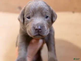 Labrador Retriever dogs Zeke - Ad 37