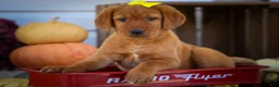 Labrador Retriever dogs for sale: NELLY - Ad 1