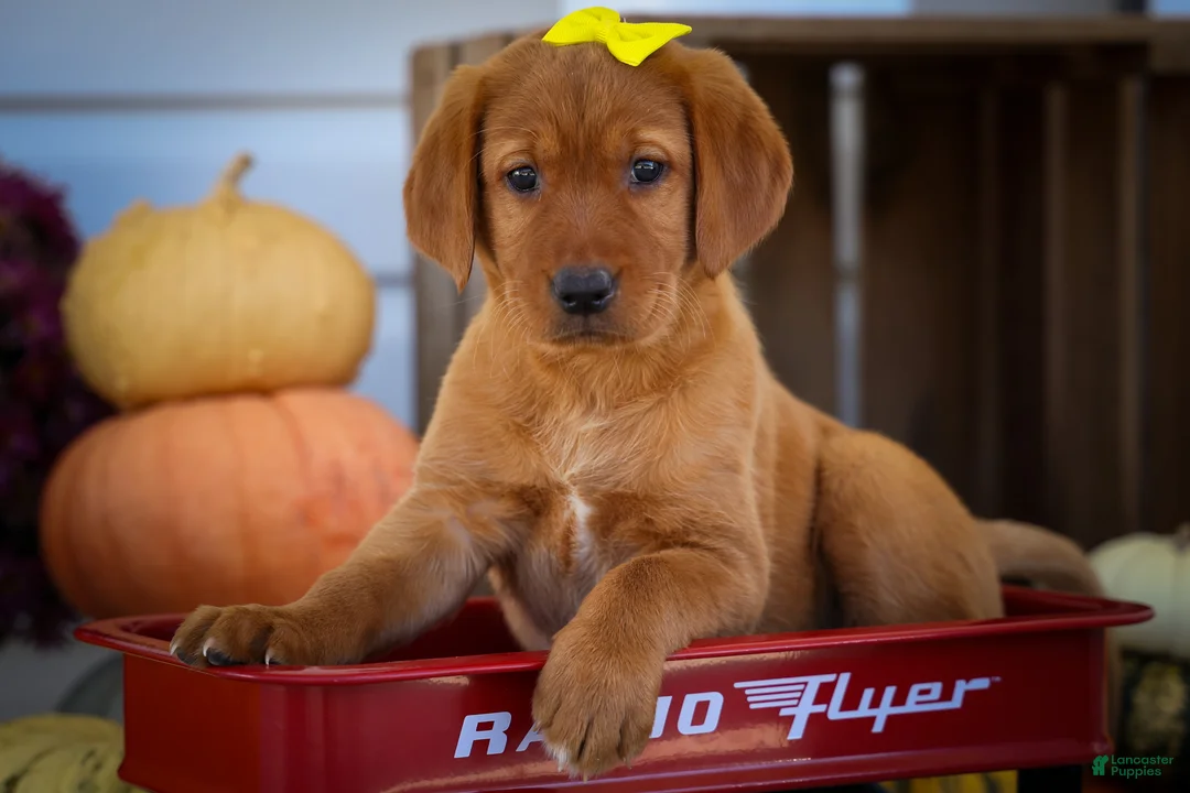 Labrador Retriever dogs for sale: NELLY - Ad 1