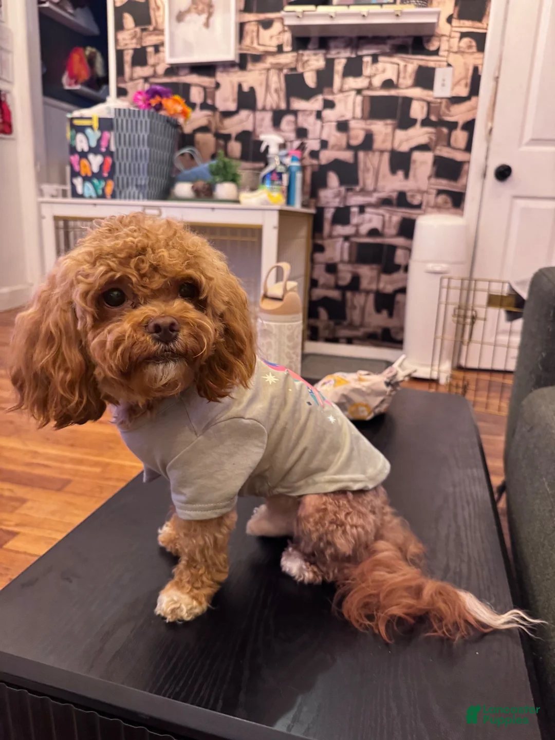 Shihpoo dogs for sale: Daniela - Ad 7