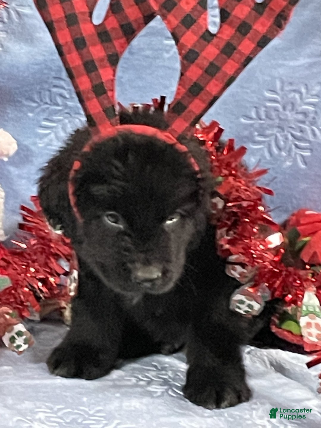 Newfoundland dogs for sale: Newfoundland Puppy 1 - Ad 5