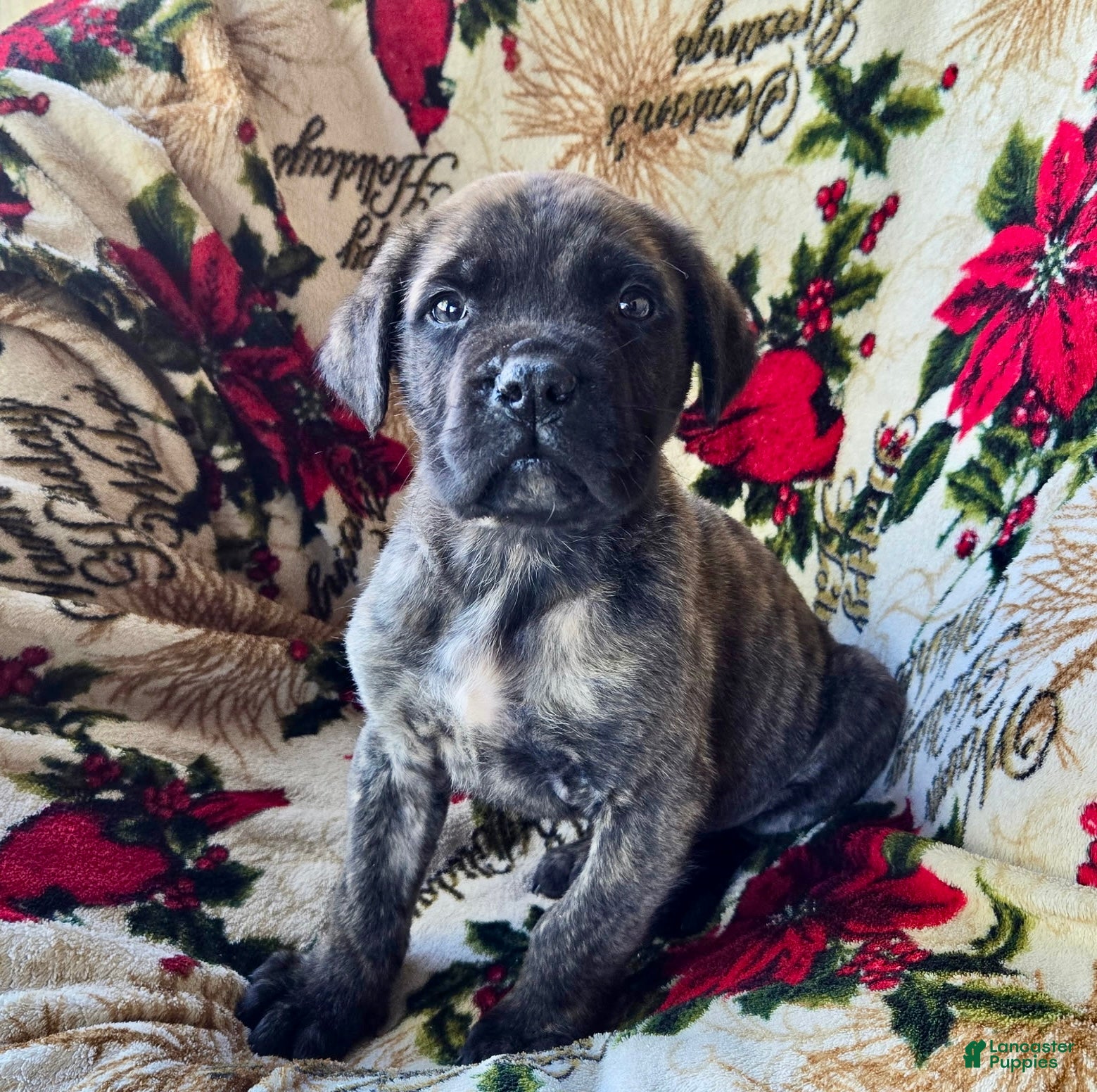 English Mastiff dogs for sale: Duke ❤️AKC 🐾 Ready to go home - Ad 19