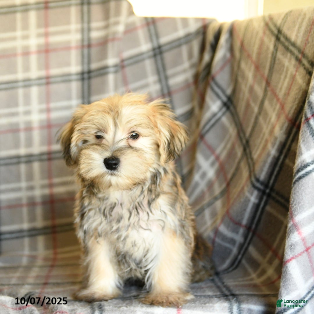 Morkie dogs for sale: Vinnie - Ad 12