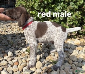 German Shorthaired Pointer dogs Red Male - Ad 1