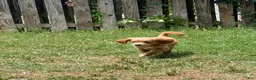 Mixed Breed dogs for sale: Amber - Ad 2