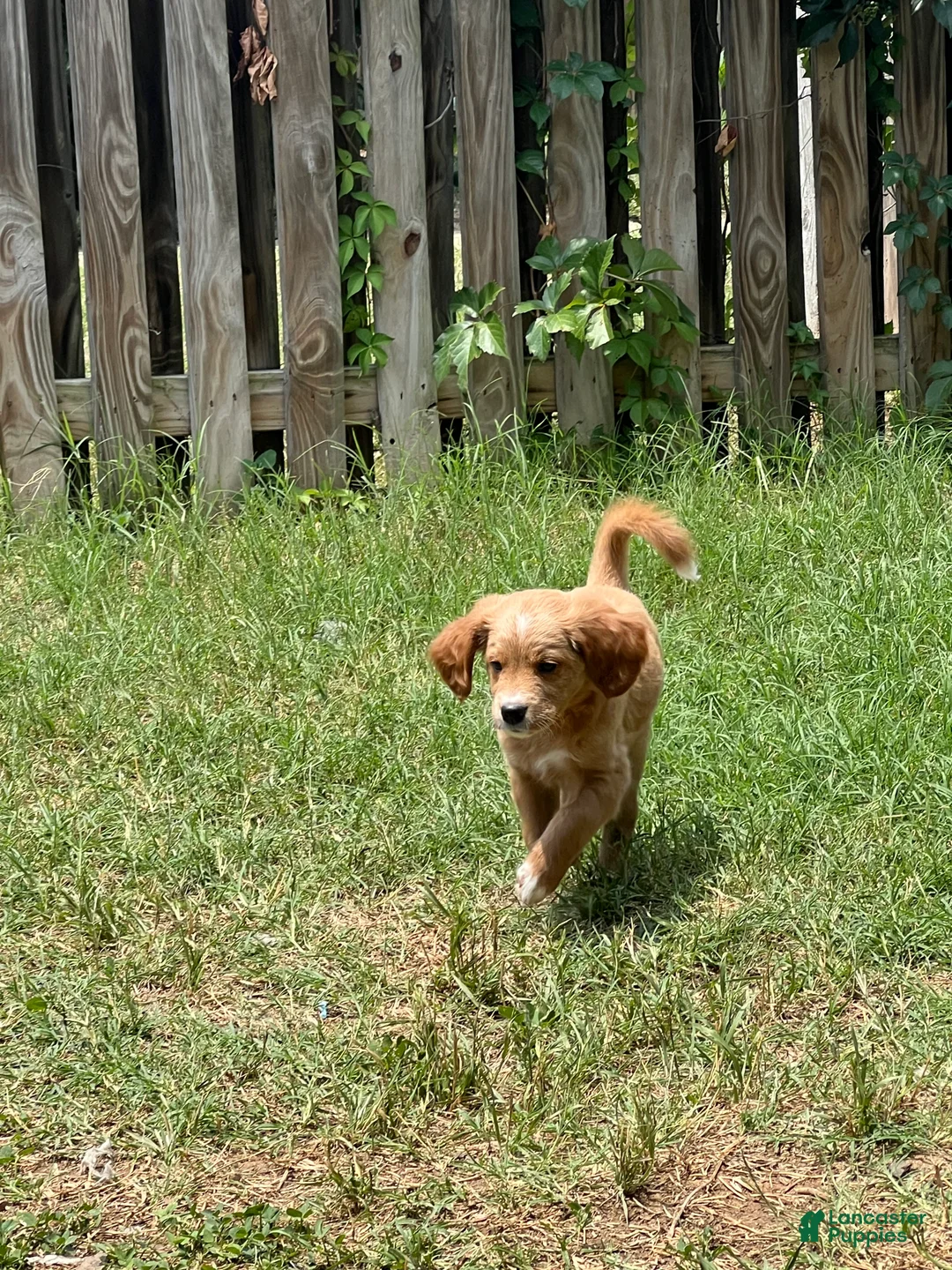 Mixed Breed dogs for sale: Amber - Ad 2