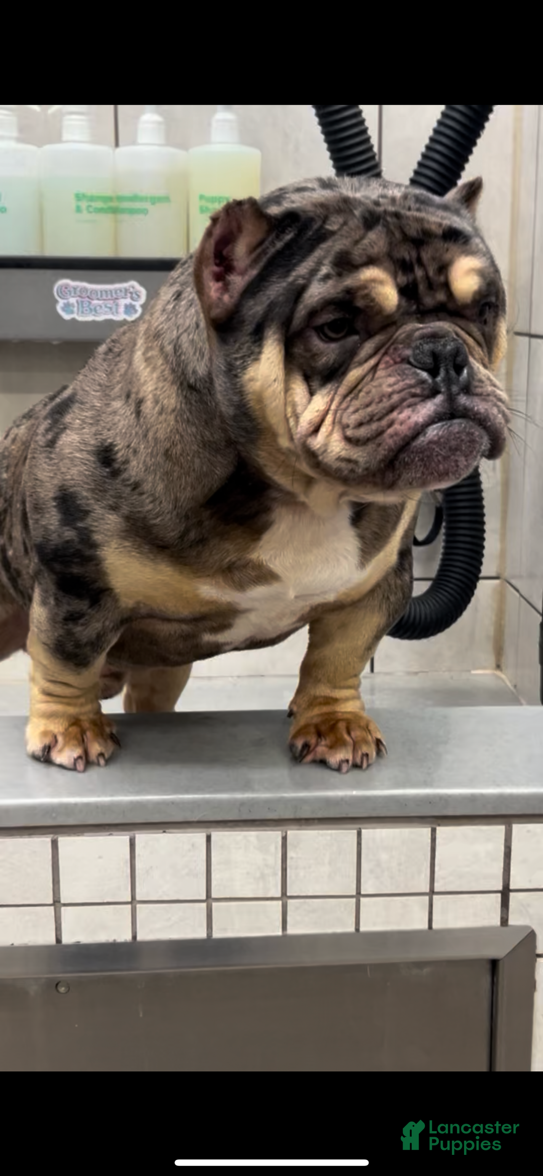 American Bully dogs for sale: American Bully Puppy 1 - Ad 1