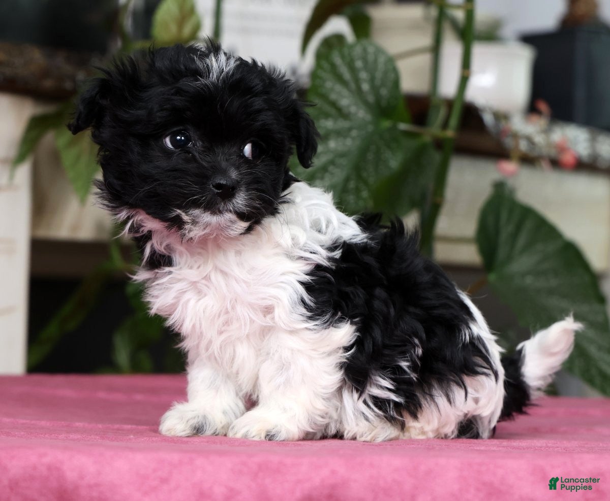 Havanese dogs Abbie - Ad 2