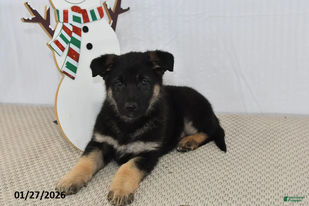 German Shepherd dogs for sale: Jet - Ad 1