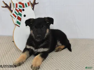 German Shepherd dogs Jet - Ad 26