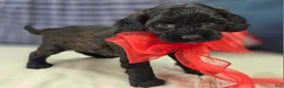 Cockapoo dogs for sale: Tinkerbell - Ad 12