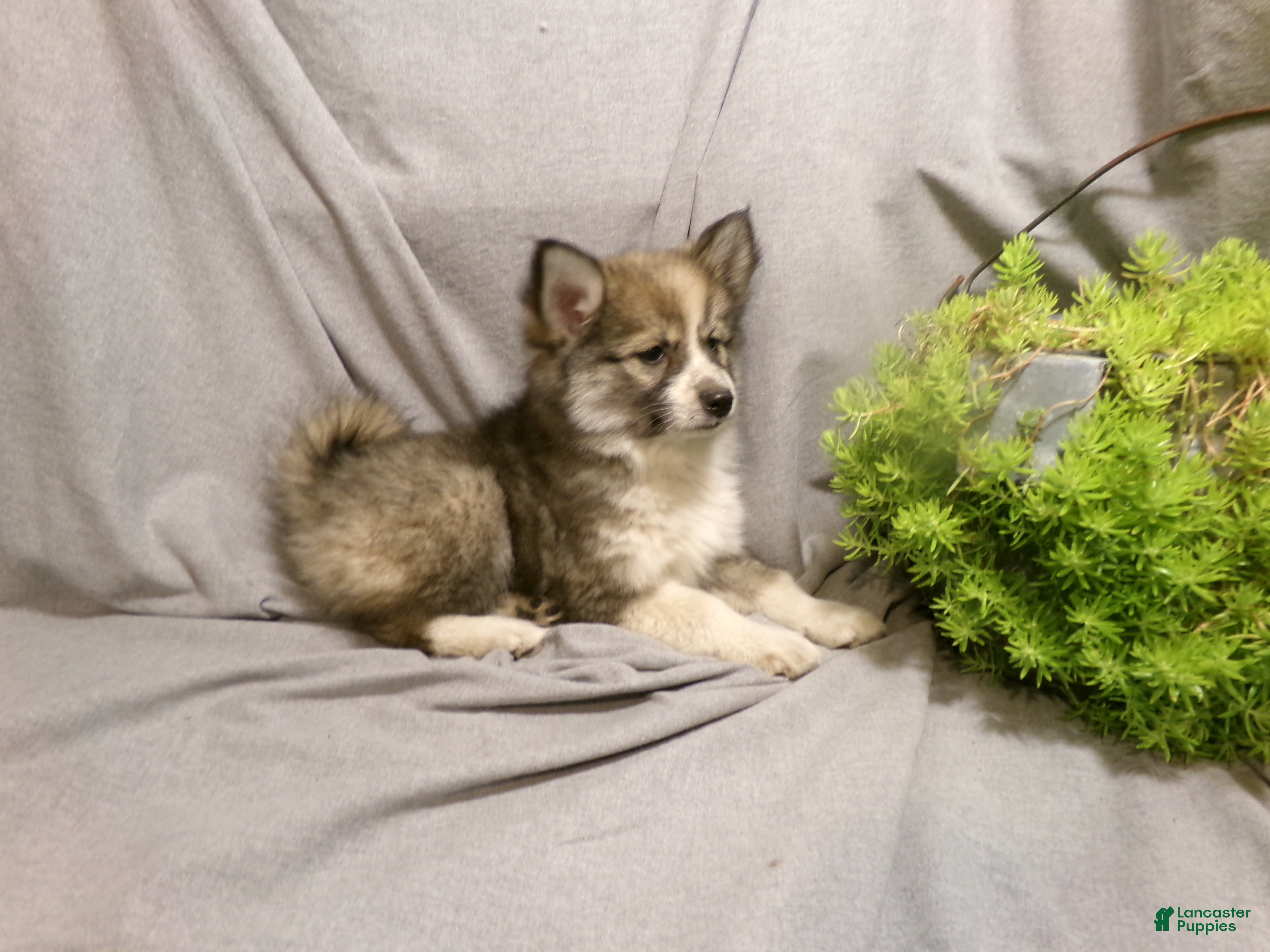 Pomsky dogs Emma - Ad 2
