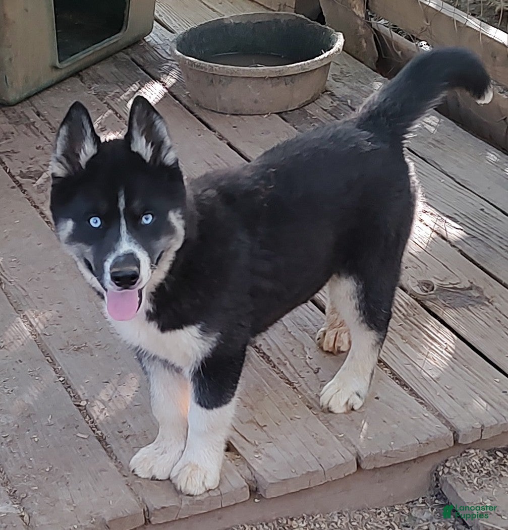 Siberian Husky dogs Siberian Husky Puppy 1 - Ad 41