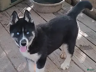 Siberian Husky dogs Siberian Husky Puppy 1 - Ad 41