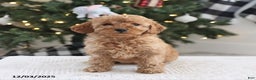 Cockapoo dogs for sale: Addie - Ad 1