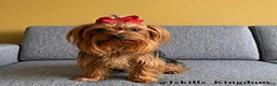 Yorkshire Terrier dogs for sale: Yorkshire Terrier Puppy #3 - Ad 2