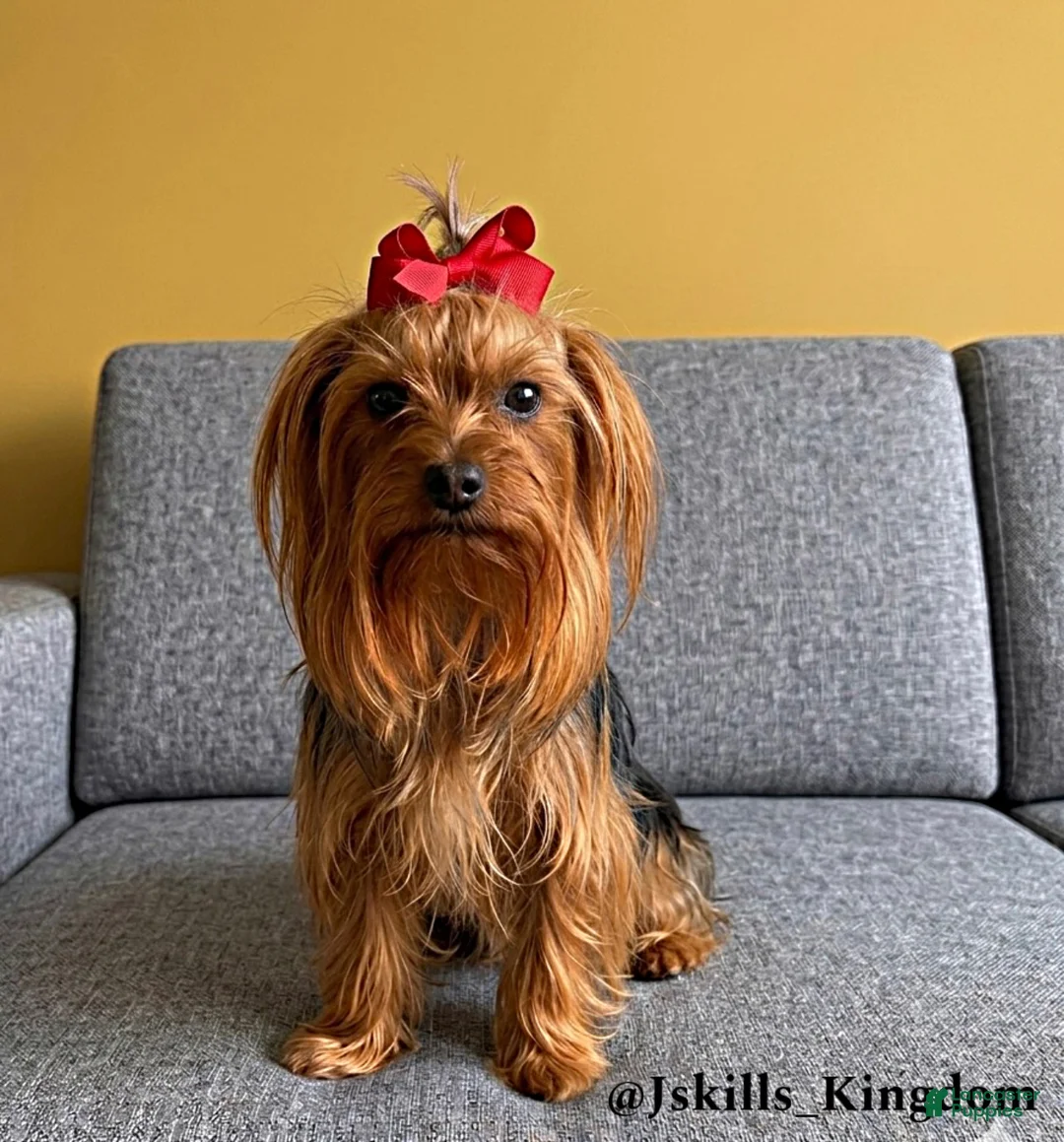 Yorkshire Terrier dogs for sale: Yorkshire Terrier Puppy #3 - Ad 2