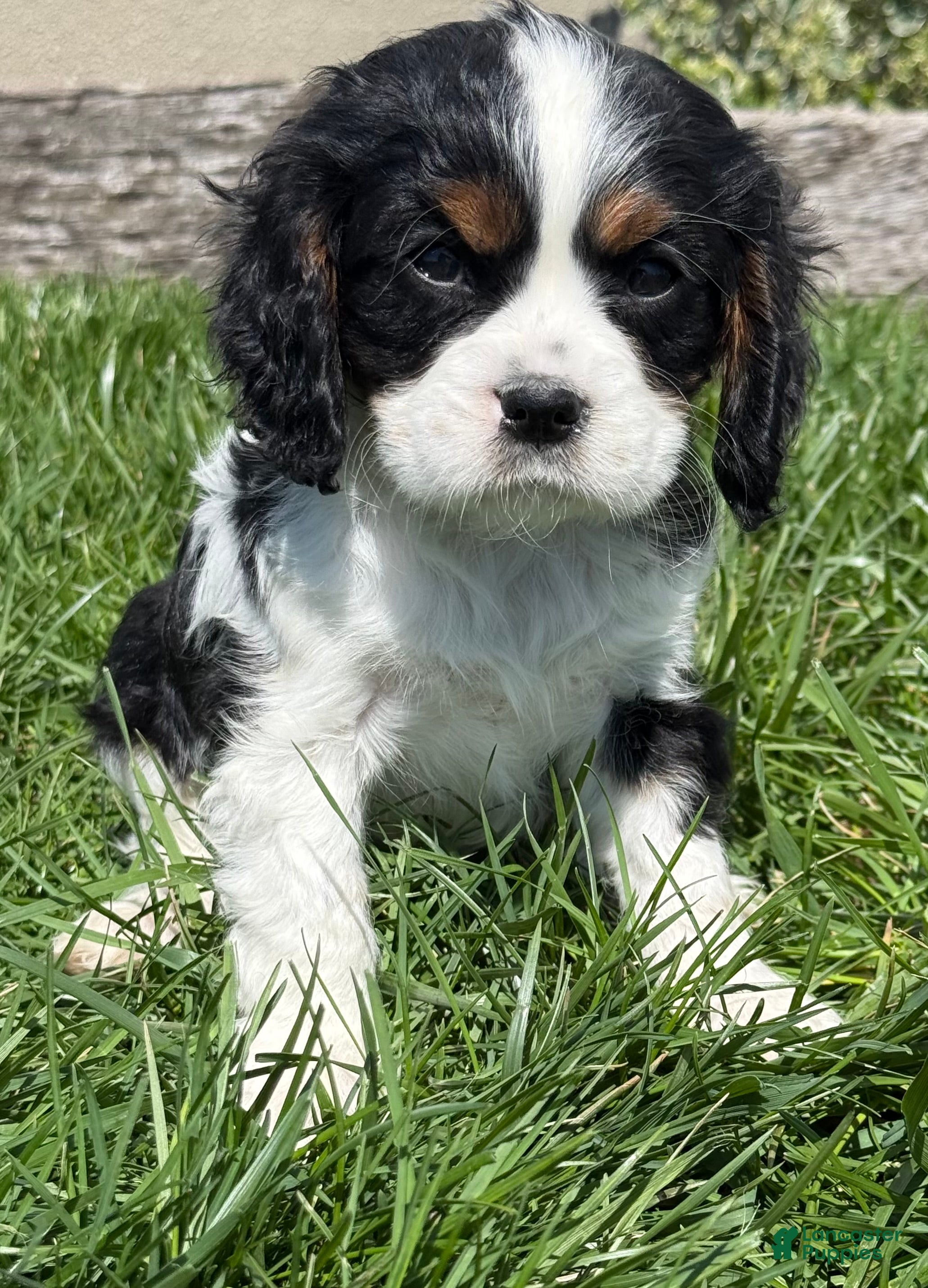 Cavalier King Charles Spaniel dogs Dusty - Ad 26