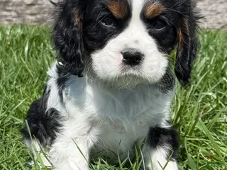Cavalier King Charles Spaniel dogs Dusty - Ad 26