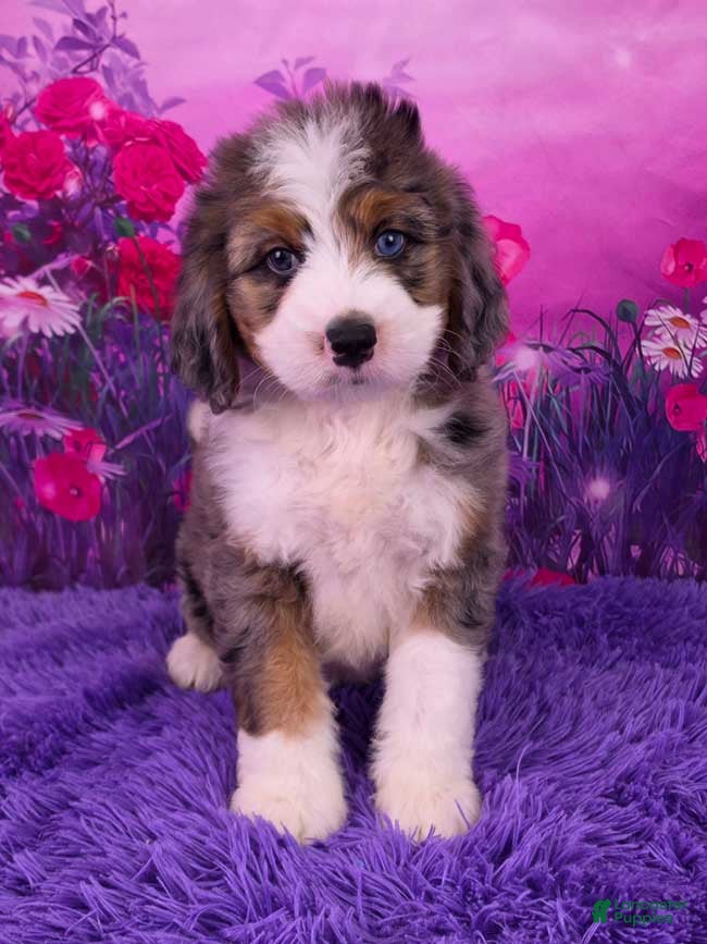 Mini Bernedoodle dogs Boba - Ad 1