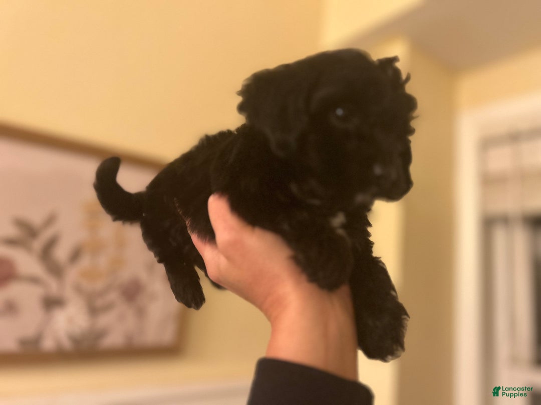 Mixed Breed dogs for sale: Puppy 2  toy aussiedoddle - Ad 12