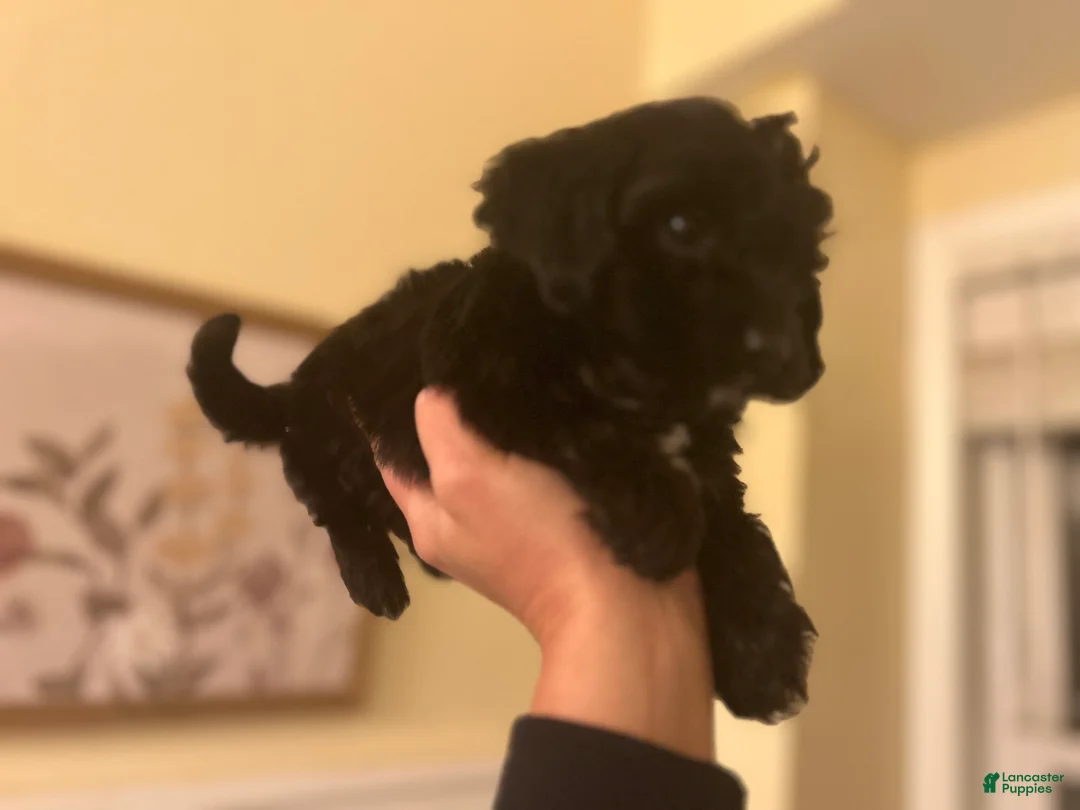 Mixed Breed dogs for sale: Puppy 2  toy aussiedoddle - Ad 12