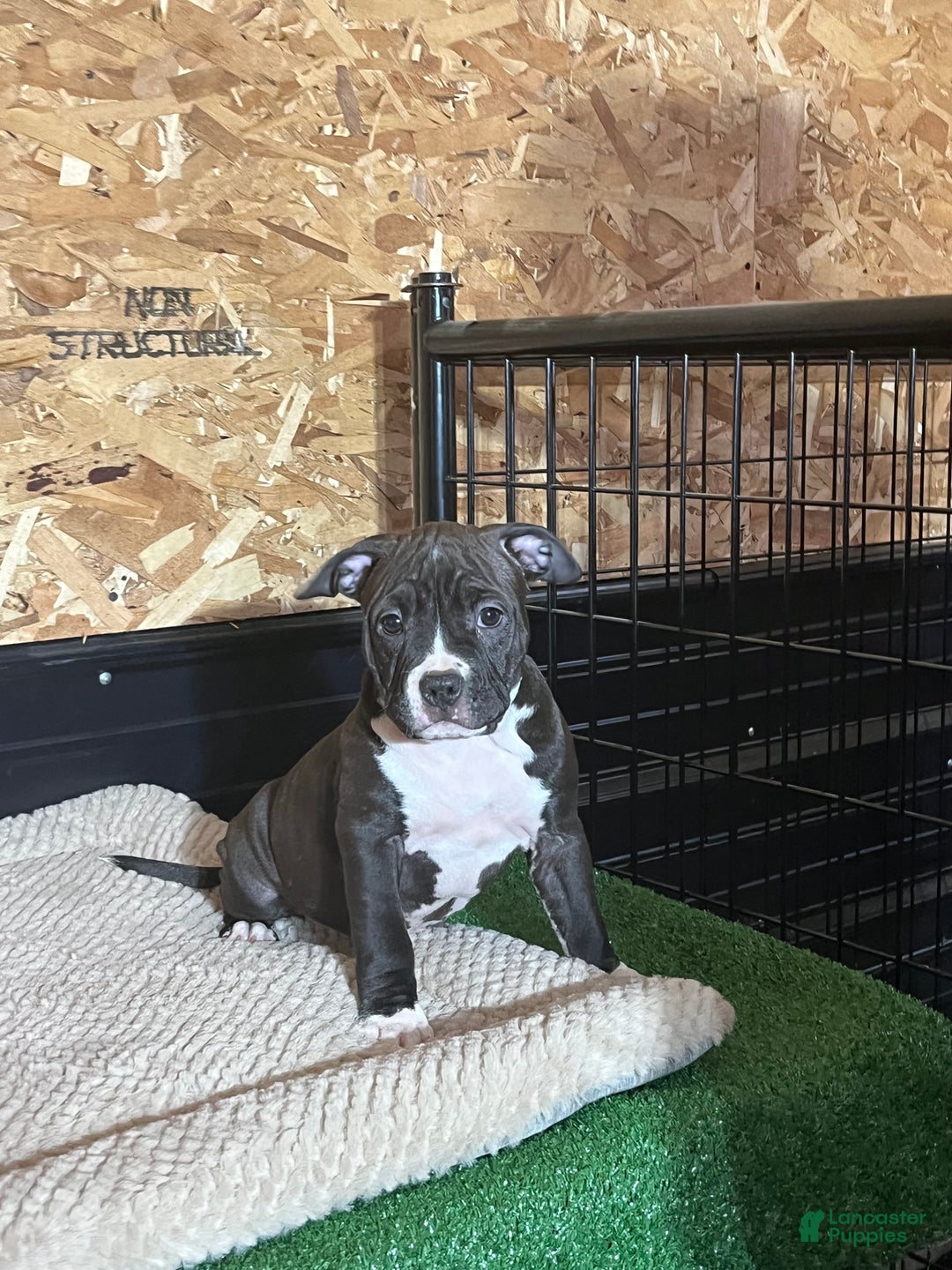 American Bully dogs for sale: Luna - Ad 5