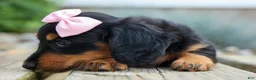 Miniature Dachshund dogs for sale: Tessa 💞 - Ad 11