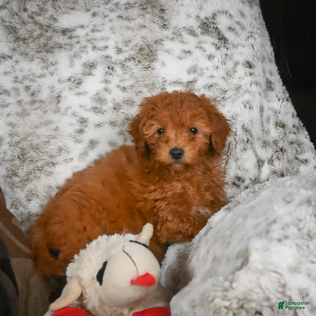 Cavapoo dogs for sale: Callie - Ad 9